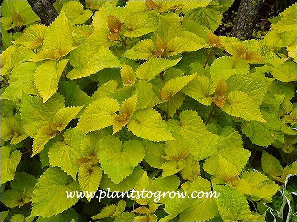Early spring foliage color.